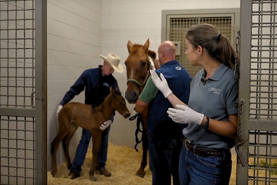 Healthy Neonatal Assessment Three veterinarians working with a foal and mare