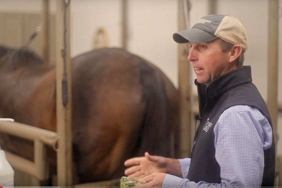 How-to Video-Ultrasounding a mare Veterinarian standing with a horse in stocks