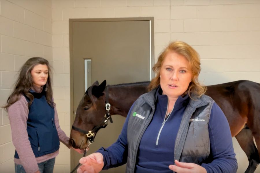 How-to Video-perform a physical exam Veterinarians standing with a horse