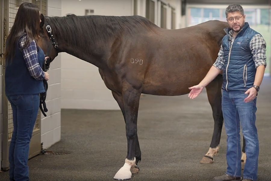 How-to Videos- Placing a foot bandage Veterinarian working with a horse