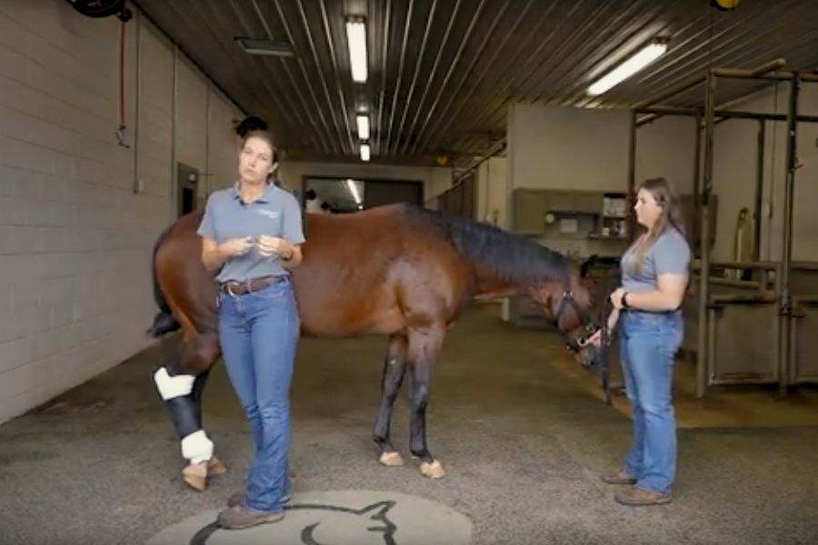 How-to Videos- Remove a leg bandage Veterinarians working with horse with a bandage on its' leg