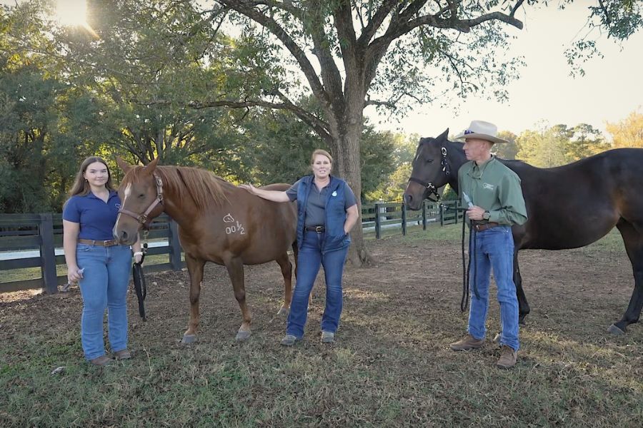 How-to Videos- administer oral medications Veterinarians standing with horses