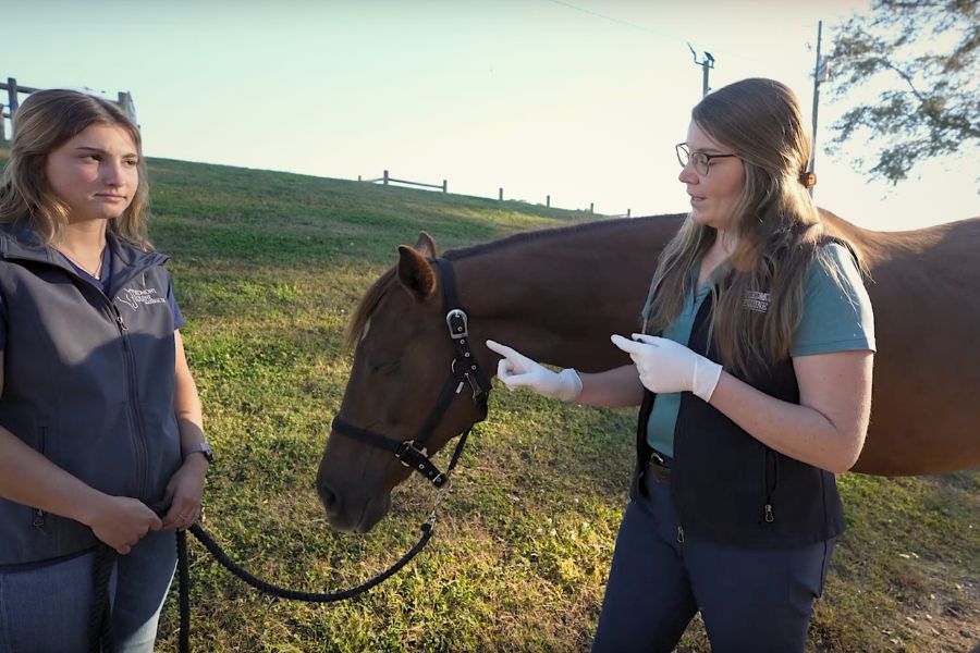How-to Videos- apply ophthalmic ointment Veterinarian how to apply ophthalmic ointment on a horse
