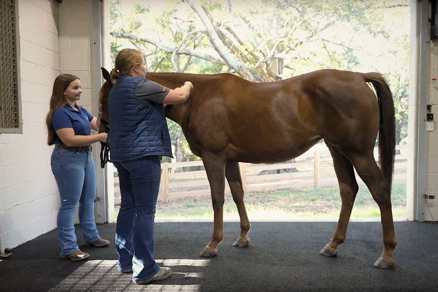 How-to Videos- intramuscular injection Veterinarian applying a leg bandage to a horse's leg